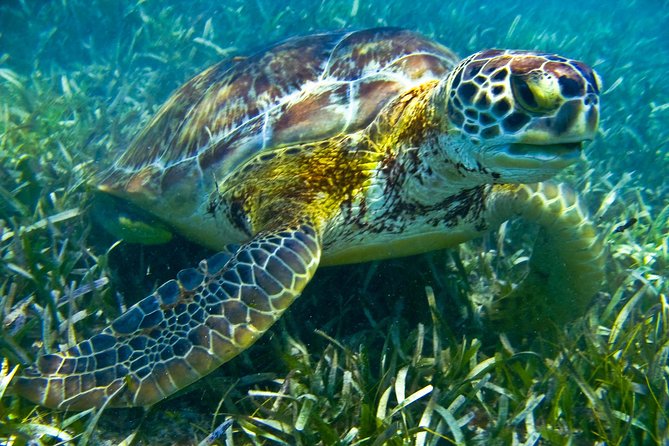 Sea turtle and cenotes half day Snorkeling Tour from Riviera Maya - Who will enjoy this tour most?