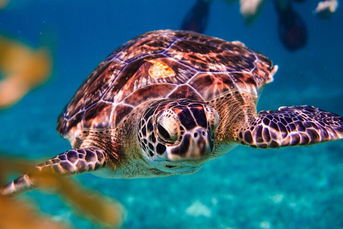 Sea turtle and cenotes half day Snorkeling Tour from Riviera Maya - A small boat and a busy sea