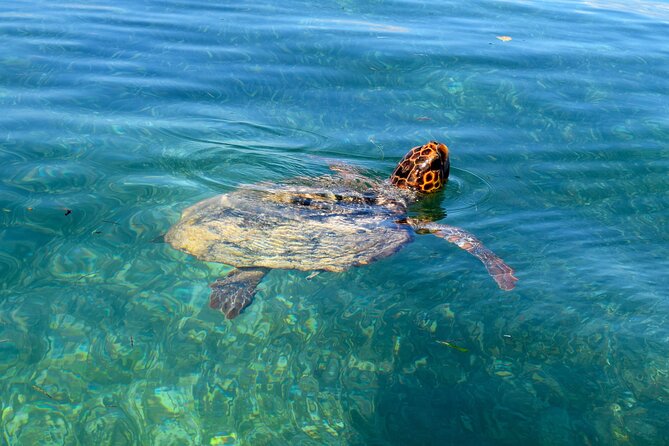 Sian Ka'an Boat Experience from Riviera Maya to Tulum - Mangroves, birds, and crocodiles