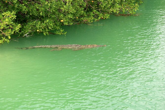 Sian Ka'an Boat Experience from Riviera Maya to Tulum - Open water wildlife and the reef stop