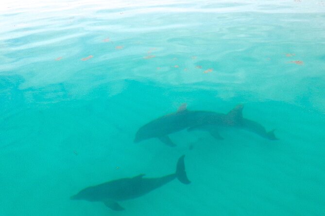 Sian Ka'an Boat Experience from Riviera Maya to Tulum - The early pickup from Playa del Carmen