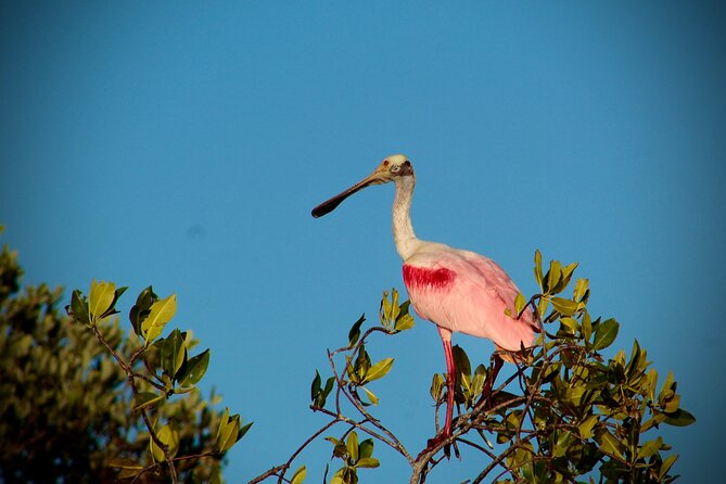 Sian Ka’an Sunset Private boat. - A Private Boat Through Mangroves and Wildlife