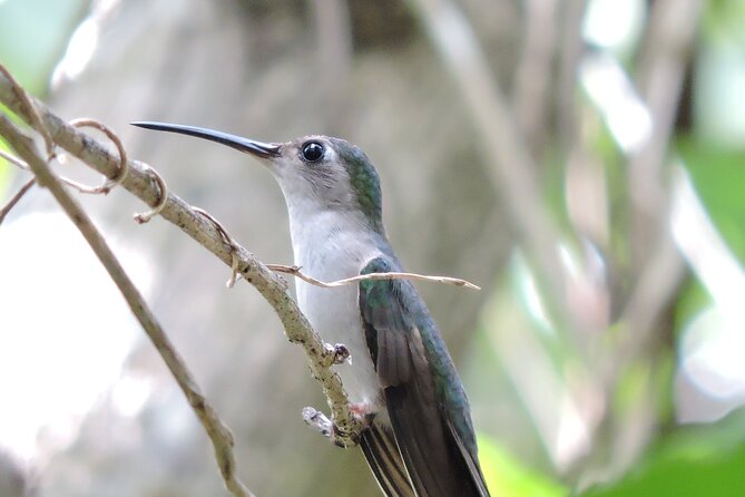 Small-Group Birdwatching Sian Kaan with professional guide - Key points at a glance