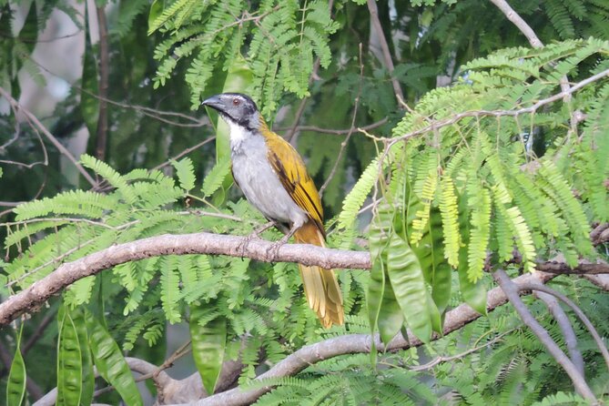 Small-Group Birdwatching Sian Kaan with professional guide - More than 40 species, and a chance of a toucan
