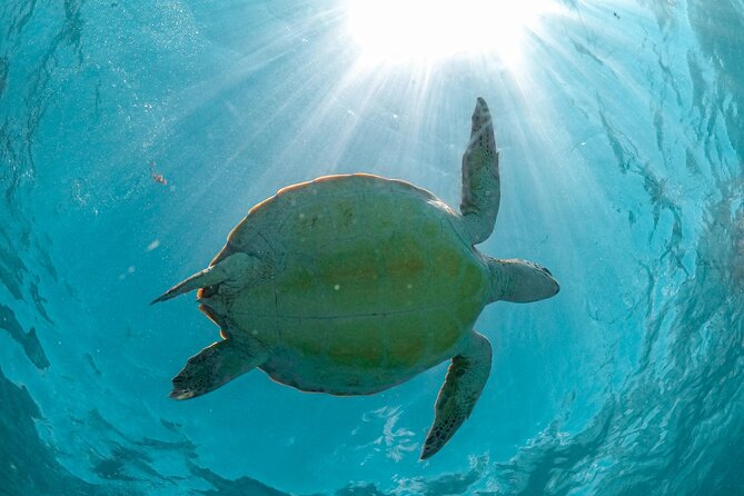 Small Group Tour to Cenote Cave and Sea Turtles snorkeling - What the guides add to the day