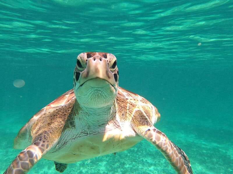 SNORKEL IN TULUM REEF, BOAT RIDE AND CALETA - What the 10-minute boat ride adds