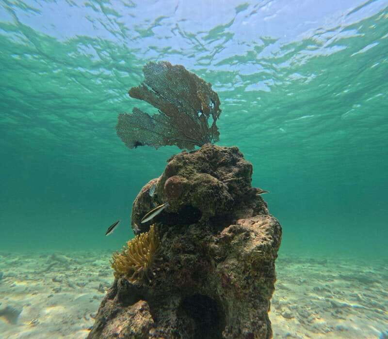 SNORKEL IN TULUM REEF, BOAT RIDE AND CALETA - The meeting point and extra costs