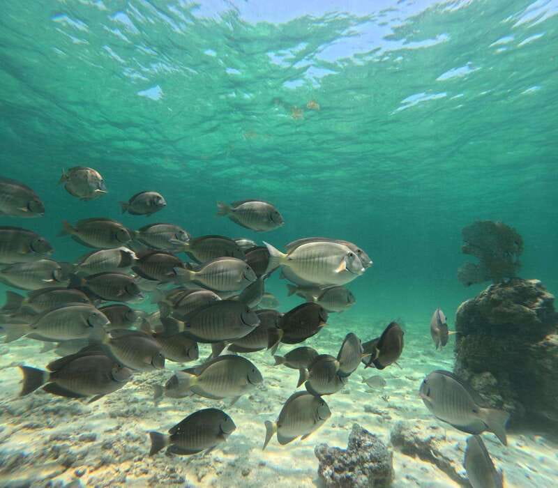 SNORKEL IN TULUM REEF, BOAT RIDE AND CALETA - Who will get the most from this outing