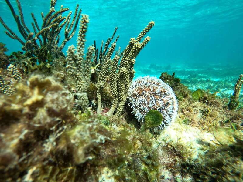 SNORKEL IN TULUM REEF, BOAT RIDE AND CALETA - Forty minutes among fish, turtles, and rays