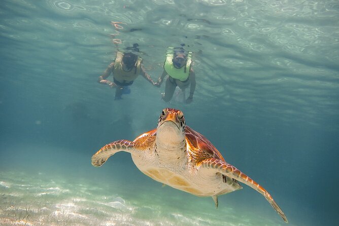 Snorkel Tour! Turtles & Underground Cenote from Playa del Carmen - Key points at a glance