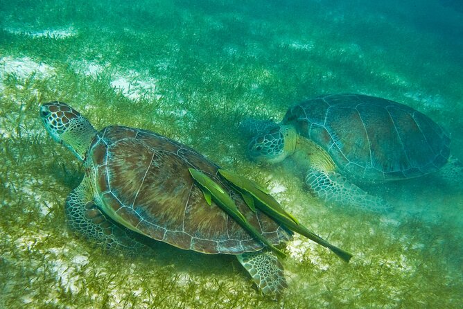 Snorkel Tour! Turtles & Underground Cenote from Playa del Carmen - Transport, timing, and meeting points