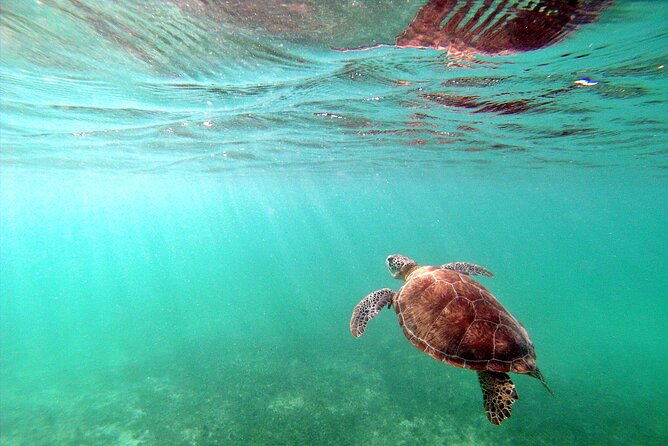 Snorkel Tour! Turtles & Underground Cenote from Playa del Carmen - What to pack for the water