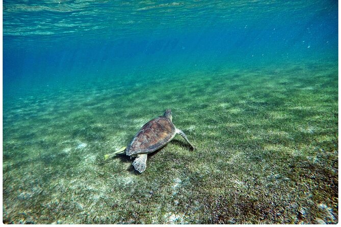 Snorkel Tour! Turtles & Underground Cenote from Playa del Carmen - Who will enjoy this half-day outing?