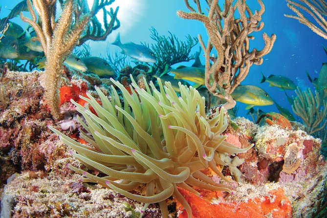 Snorkel Xtreme Cancun - Guides who make a difference