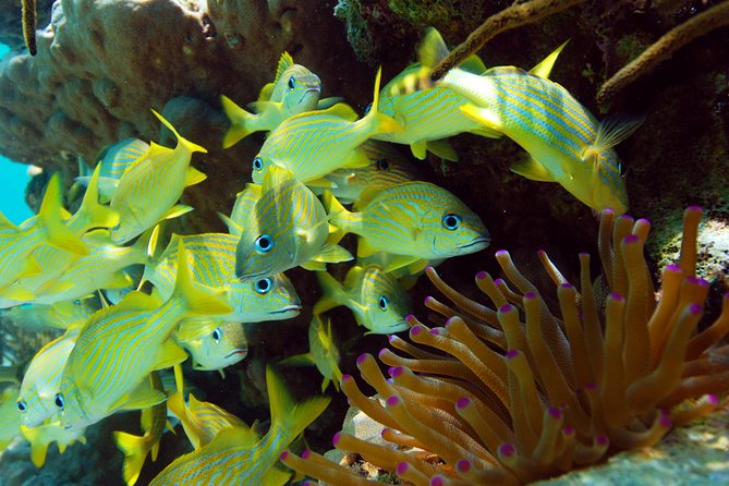 Snorkel Xtreme Cancun - Yal-ku Lagoon and the Turtle Bay snorkel