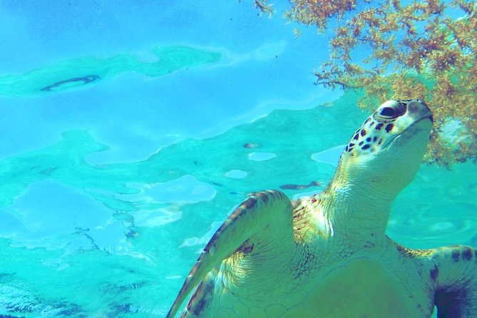 Snorkeling Adventure Tour Reef & Cenote - Why this Tulum water tour feels different