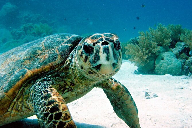 Snorkeling Experience with Turtles in Cenote in Riviera Maya - From jungle cenote to Caribbean reef
