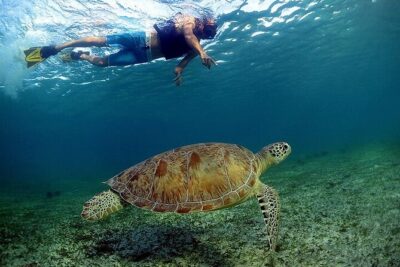 Snorkeling Experience with Turtles in Cenote in Riviera Maya