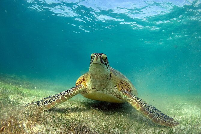Snorkeling Experience with Turtles in Cenote in Riviera Maya - Transport, timing, and what is included