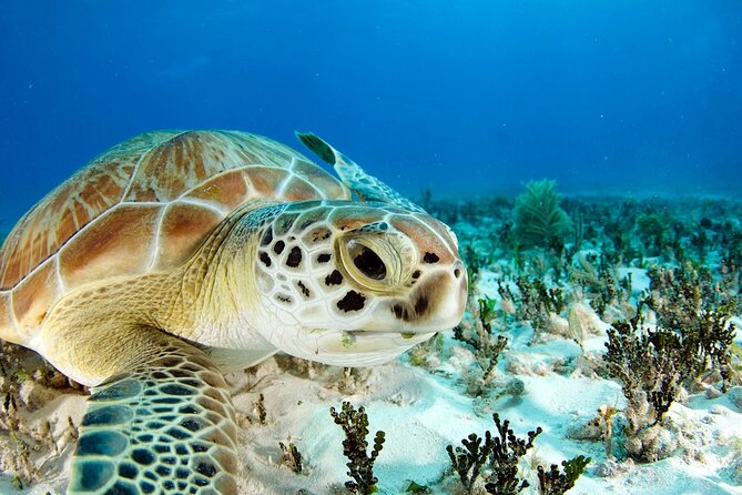 Snorkeling Experience with Turtles in Cenote in Riviera Maya - The guide and driver can shape the morning