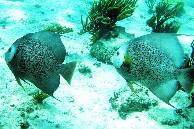 Snorkeling with Caribbean fish and private cenote exploration - Tankah, Mexico Kan Tours, and the listed Tulum stop