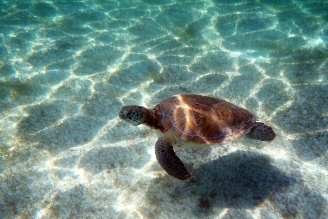 Snorkeling with Caribbean fish and private cenote exploration - Lunch in a local setting