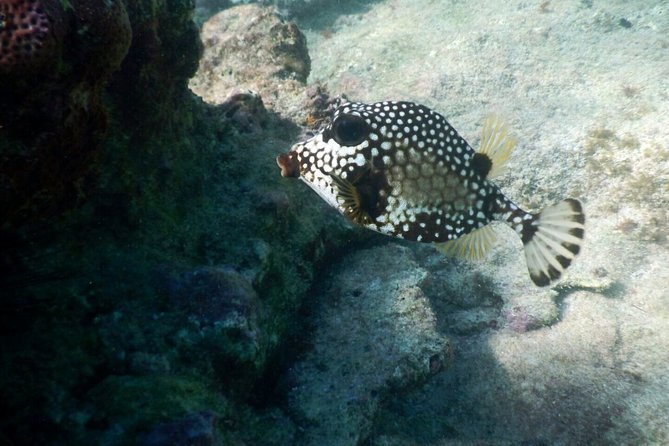 Snorkeling with Caribbean fish and private cenote exploration - Pickup, timing, and extra transport charges