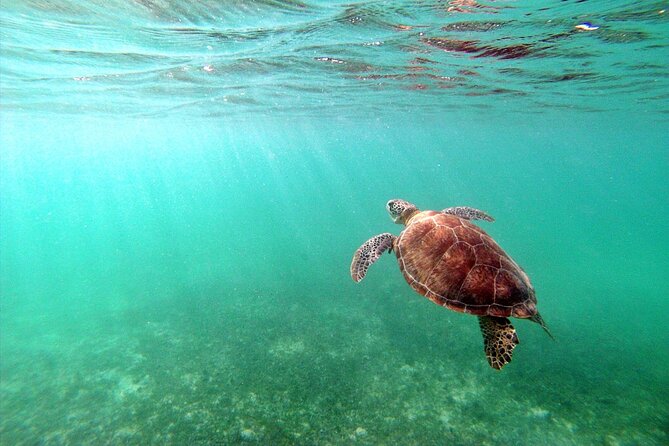 Snorkeling with Turtles and Cenote Tour from Riviera Maya - Swimming with turtles near Akumal
