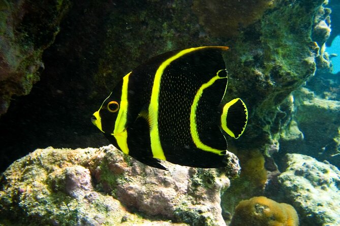 Snorkeling with Turtles and Cenote Tour from Riviera Maya - A different world inside the cenote