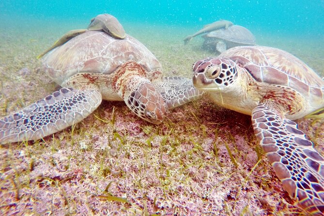 Snorkeling with Turtles and Cenote Tour from Riviera Maya - Snacks, water, and the real comfort level