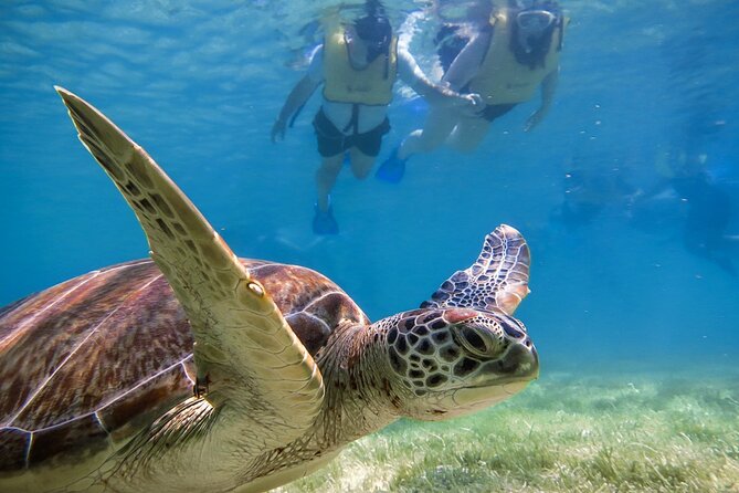 Snorkeling with Turtles and Cenote Tour from Riviera Maya - Booking, timing, and cancellation details