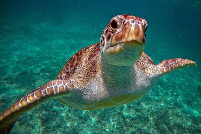 Snorkeling with Turtles and Cenote Tour from Riviera Maya - Leaving early for Akumal Beach