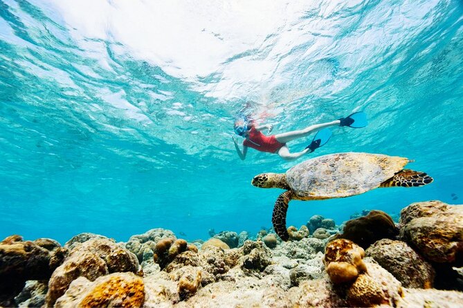 Snorkeling with Turtles and Cenotes - Two classic Riviera Maya swims in one day