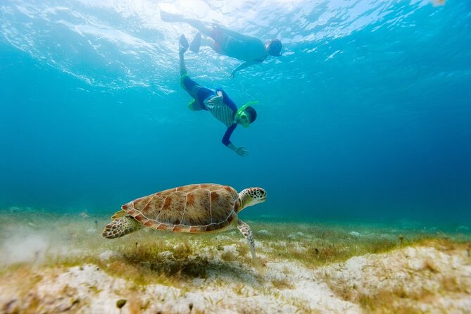 Snorkeling with Turtles and Cenotes - What the photographer adds, and what it costs