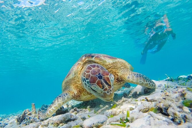 Snorkeling with Turtles and Cenotes - Is $109 a fair total?