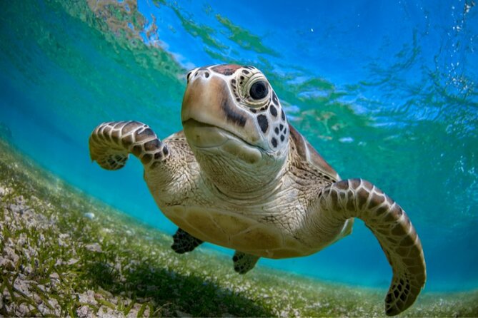 Snorkeling with Turtles and Cenotes - Akumal Bay and the 45-minute turtle encounter