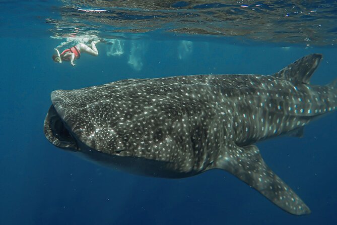 Snorkeling with Whale Sharks - Isla Mujeres - Why this whale shark trip is worth considering