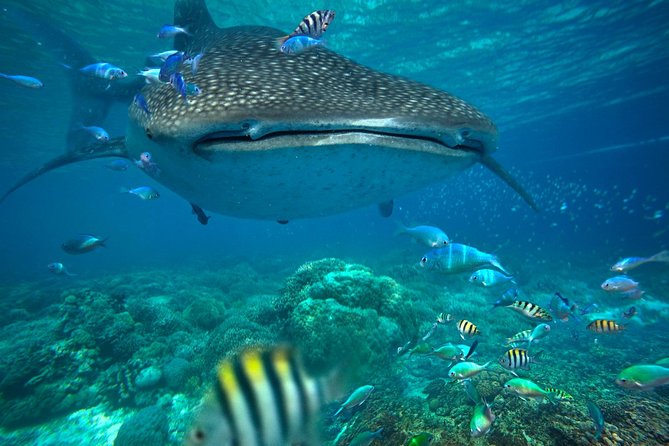 Snorkeling with Whale Sharks - Isla Mujeres - Early pickups from Tulum, Playa del Carmen, and Cancun