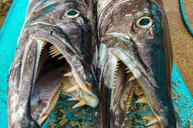 Spearfishing Playa del Carmen or Tulum - Visibility, boat condition, and the limits of control
