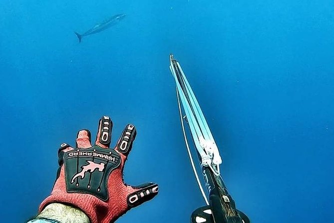 Spearfishing Playa del Carmen or Tulum - Getting a fair chance to make the catch