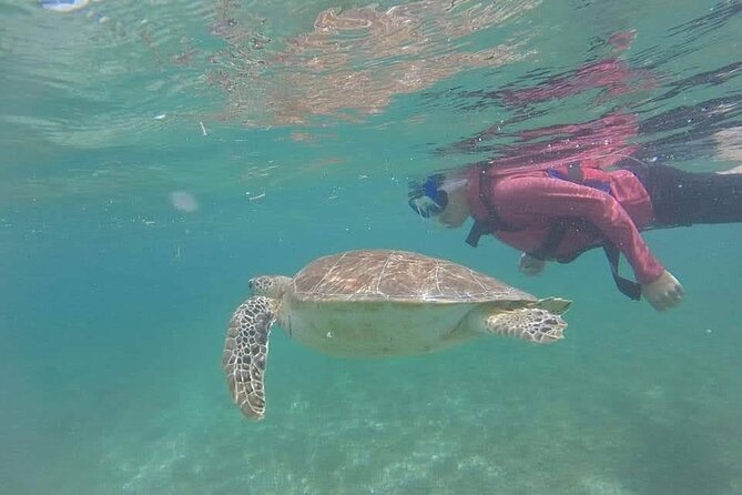 Swim with akumal turtles - The conservation rules are part of the value
