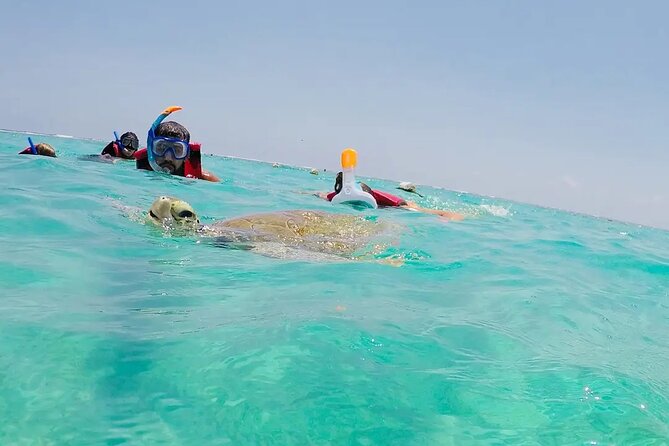 Swim with akumal turtles - Is $37 a good value?