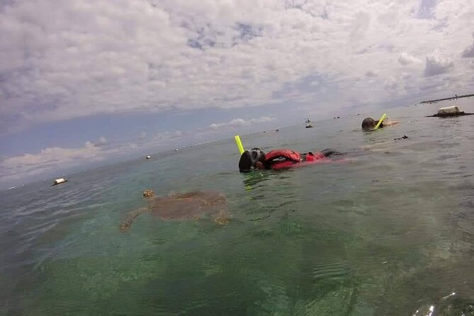 Swim with akumal turtles - Who will enjoy this Akumal swim most?