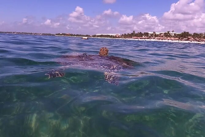 Swim with akumal turtles - Practical planning for Playa del Carmen and Akumal