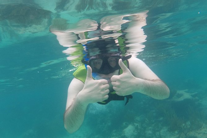 Swim with sea turtles - Turtles, rays, fish, and the state of the reef