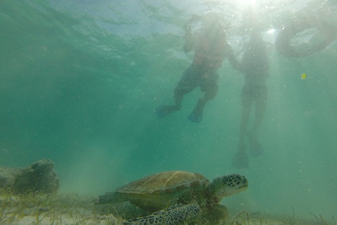Swim with sea turtles - The best time to choose