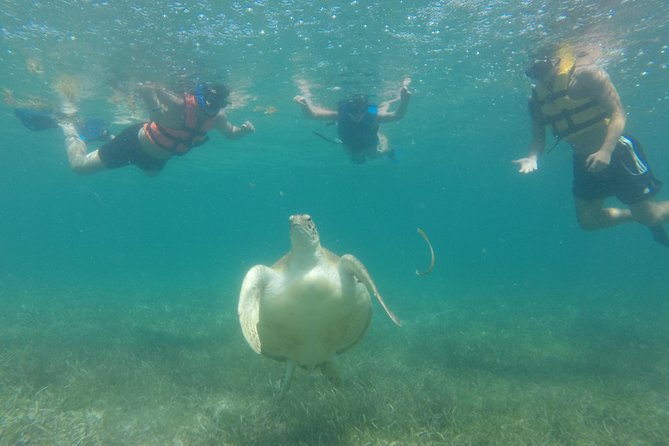 Swim with sea turtles - Who will enjoy this snorkel most