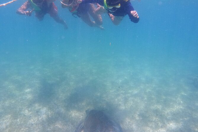 Swim with Turtles in Akumal + GoPro Photo Session - The GoPro session lets you put the camera away