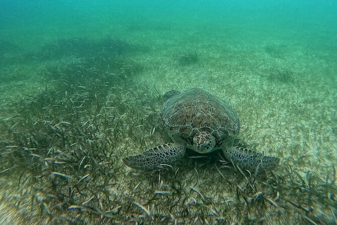 Swim with Turtles in Akumal + GoPro Photo Session - Why the $53.59 price can make sense