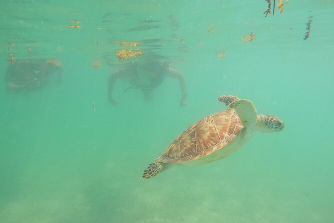 Swim with Turtles in Akumal + GoPro Photo Session - Conservation rules are part of the experience